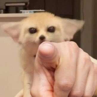Fennec Who Points At Gay People